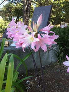 lily,Belladonna lily